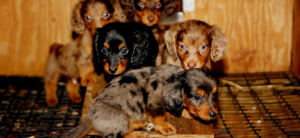 puppies-saved
