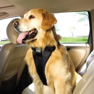 summer-time-pet-safety