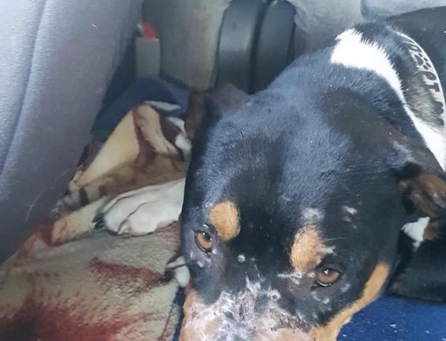 Dog Given Away For Free on Facebook Turns Up at Shelter with Bite Marks On Her Face