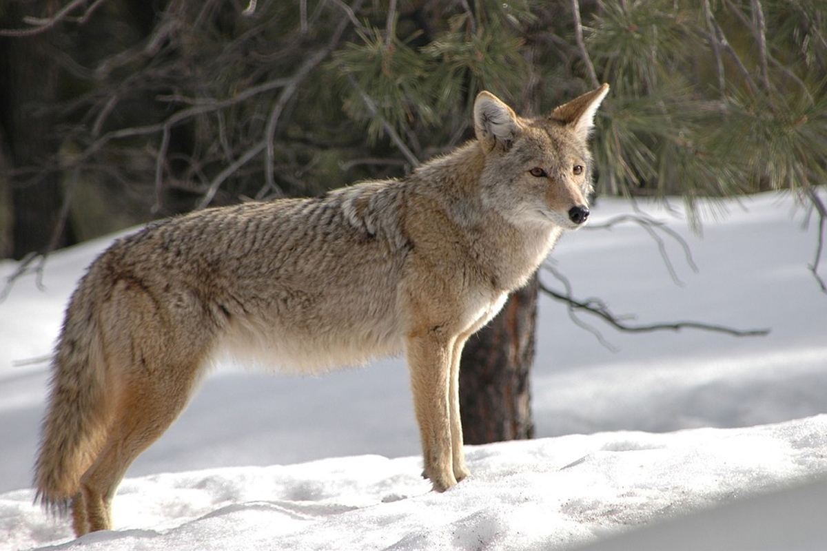 Aggressive coyote problems increase in late winter
